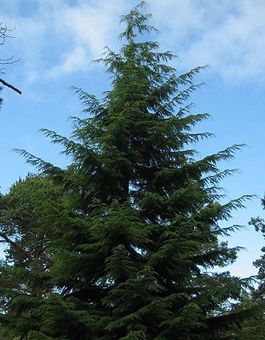 Western hemlock Tsuga Canadensis, Eastern Hemlock, Hemlock Tree, Western Hemlock, Tower Tattoo, Town Sign, Canadian Hemlock, Oregon Forest, Evergreen Landscape