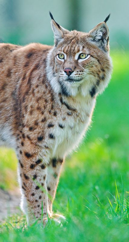 Attentive Luca | Luca the lynx in the grass, looking at some… | Flickr Cat Kingdom, Eurasian Lynx, Small Wild Cats, Animals Pictures, Exotic Animals, Charles Darwin, Cat Aesthetic, Big Cat, Wildlife Animals