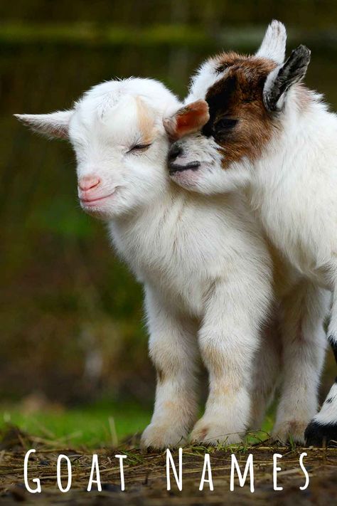 Goat Names – 370 Great Ideas For Naming Your Pet Goat Goat Names List Of, Baby Goat Pictures, Goat Names, Pet Goats, Good Girl Names, Cute Animal Names, Goat Picture, Female Goat, Pet Goat