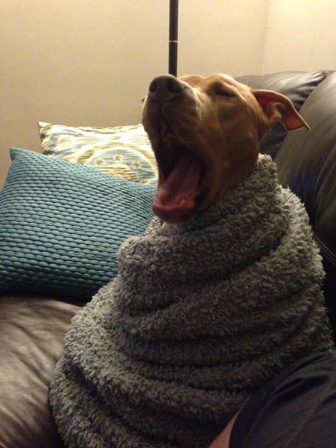 Dog In A Blanket, Dog Cuddle Aesthetic, Dog Snuggles, Dogs Snuggling, Wrapped In A Blanket, Cute Dog Blankets, Sun Shine, Warm Fuzzies, Dogs Love