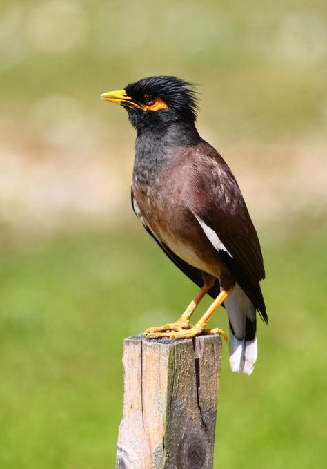 Common myna | New Zealand Birds Online Common Myna, Common Crow, New Zealand Birds, Brown Legs, Dancers Art, Head And Shoulders, Beautiful Roads, Cute Black Wallpaper, Lovely Creatures