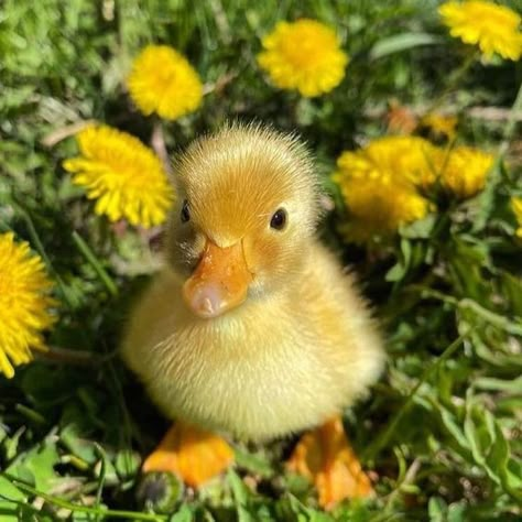 This is Lennie, one of Bella and Benknee's ducklings!! Need names for the other duckies. Cute Ducks, Pet Ducks, Cute Ducklings, Baby Duck, Quack Quack, Cute Small Animals, Duck Duck, Baby Ducks, Cute Animals Images