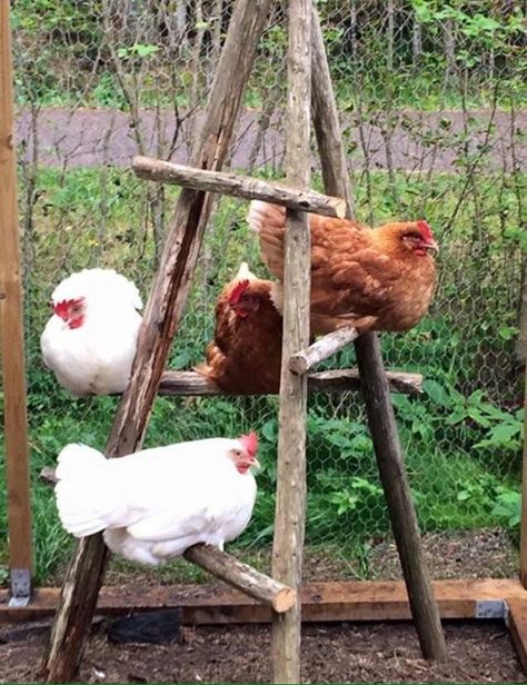 Easy Cheap Outdoor Ideas, Fence Around Chicken Coop Yards, Chicken Coop Nest Boxes Diy, Cheap Easy Chicken Coop Diy, Hen Pen Ideas, Garden Outline Ideas, Diy Chicken Coop For 3 Chickens, Salt Box Chicken Coop, Split Chicken Coop Ideas