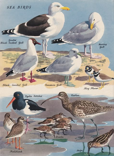 Shorebirds illustration Sea Bird Illustration, Seabirds Painting, Shore Birds, Coastal Birds, Bird Identification, Science Illustration, Bird Poster, Kinds Of Birds, Shorebirds