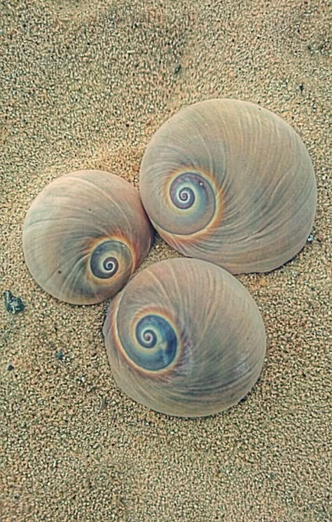 Shells Creature Marine, She Sells Seashells, Foto Art, Shell Art, Sealife, Ocean Life, Patterns In Nature, The Sand, Marine Life