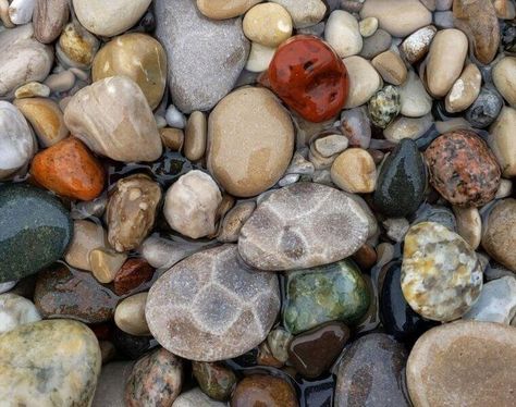 Petosky Stone, Pudding Stone, Michigan Rocks, Gem Hunt, Rock Collecting, Online Stories, Michigan Beaches, Lake Superior Agates, Rock Hunting