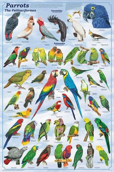 Parrots Types Of Parrots, Parrot Poster, Birds Parrots, Bird Aviary, Crazy Bird, African Grey Parrot, African Grey, Parrot Bird, Parakeets