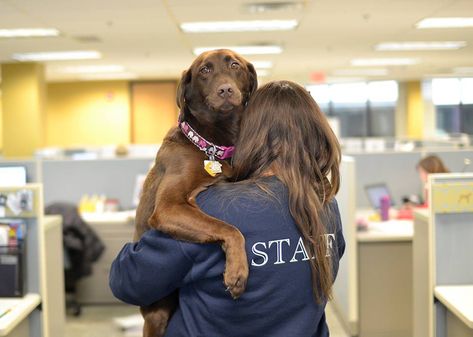 Volunteering At Animal Shelter, Volunteer With Animals, Volunteering Animal Shelter, Volunteer Work Aesthetic Animals, Shelter Volunteer Aesthetic, Dog Shelter Volunteer Aesthetic, Helping Animals Aesthetic, Animal Volunteer Aesthetic, Dog Shelter Aesthetic