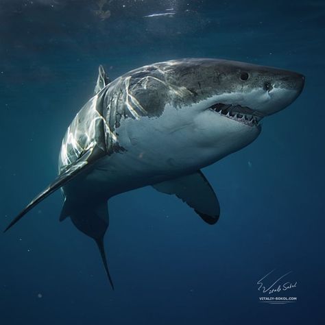 Shark In The Ocean, Shark Photos, Shark Facts, Shark Pictures, Shark Bait, Shark Art, Shark Tattoos, Underwater Photos, White Sharks