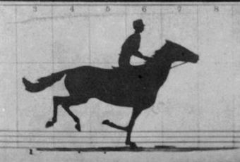 The Horse in Motion by Eadweard Muybridge. "Sallie Gardner", owned by Leland Stanford; running at a 1:40 gait over the Palo Alto track, 19 June 1878. Frames 1-11 used for animation, frame 12 not used. Horse Facts For Kids, Horse In Motion, Horse Animation, Animals Horse, Eadweard Muybridge, Animal Movement, Horse Facts, Horse Galloping, Equestrian Girls