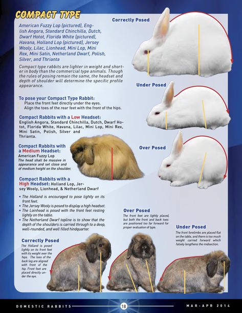 Posing and Evaluating Different Type Rabbits - ARBA American Fuzzy Lop, Mini Rex Rabbit, Diy Rabbit Cage, Rabbit Pose, Diy Rabbit Hutch, Show Rabbits, Holland Lop Bunnies, Outdoor Rabbit Hutch, Pet Rabbits