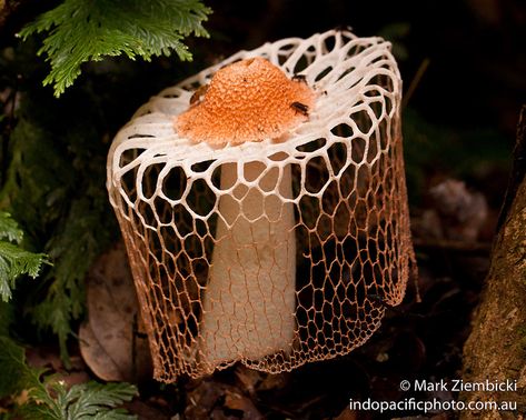 Maiden Veil Fungus Lichen Moss, Mushroom Pictures, Slime Mould, Plant Fungus, Mushroom Fungi, Mushroom Art, Wild Mushrooms, Naha, Patterns In Nature