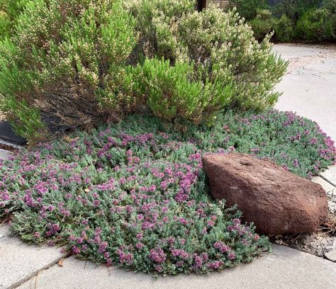 Agapanthus Garden, Butterfly Garden Ideas, Perennials For Sun, Planting Palette, Seed Tape, Plant Notes, Rock Plants, Landscape Hardscape, Front Landscape