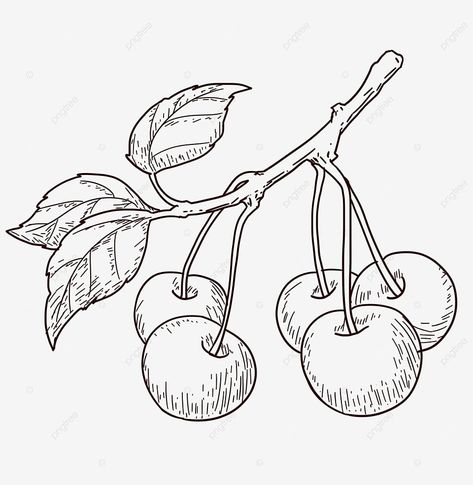 line drawing summer fruit cherries Cherries Drawing, Drawing Fruit, Cherry Drawing, Drawing Summer, Fruit Drawing, Summer Drawings, Fruits Drawing, Drawing Png, Fruit Summer