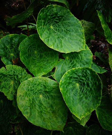 Begonia goegoensis (green waterlily leaf) (2) | Karl Gercens | Flickr Begonia Goegoensis, Leaves Photography, Leaf Photography, Water Lilies, Plant Leaves, Plants, Green, Photography