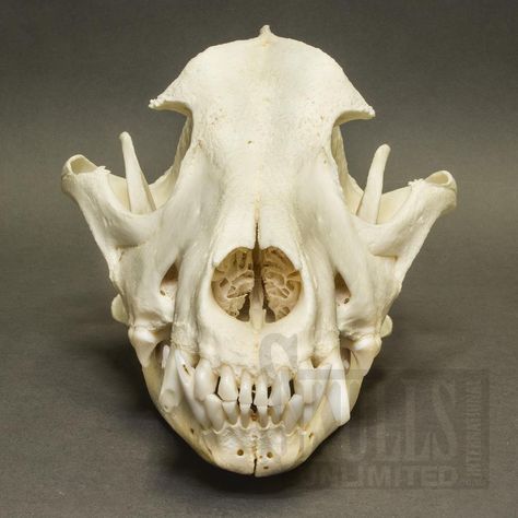 Canine Skull, Wolfdog Hybrid, Dog Skull, Skull Reference, City Of Bones, Wolf Dog, Chow Chow, Photo Reference, Dog Photos