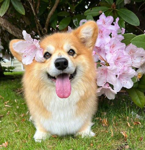 Cute Corgis, Corgi Aesthetic, Corgi Breeds, Corgi Smile, Fluffy Corgi, Baby Corgi, Cute Corgi Puppy, Funny Corgi, Corgi Puppies