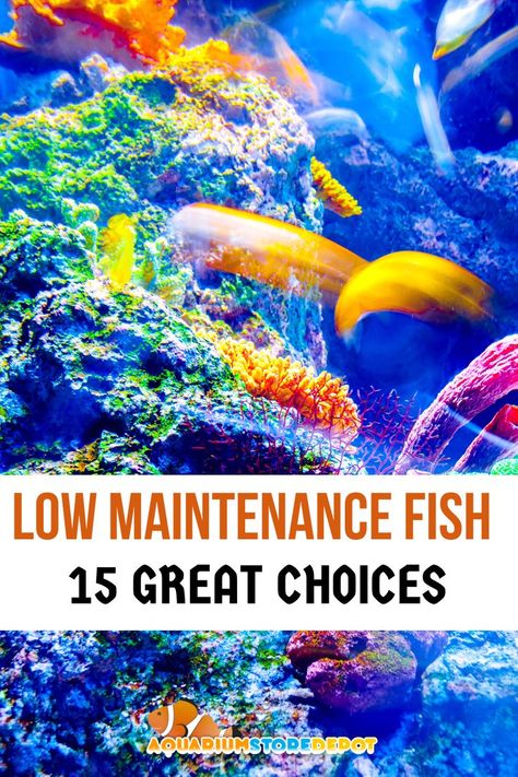 LOW MAINTENANCE FISH Pet Snail Terrarium, Cool Fish Tank Decorations, Pet Snails, Cool Fish Tanks, Aquarium Maintenance, Fresh Water Fish Tank, Fishing For Beginners, Freshwater Aquarium Fish, Cool Fish