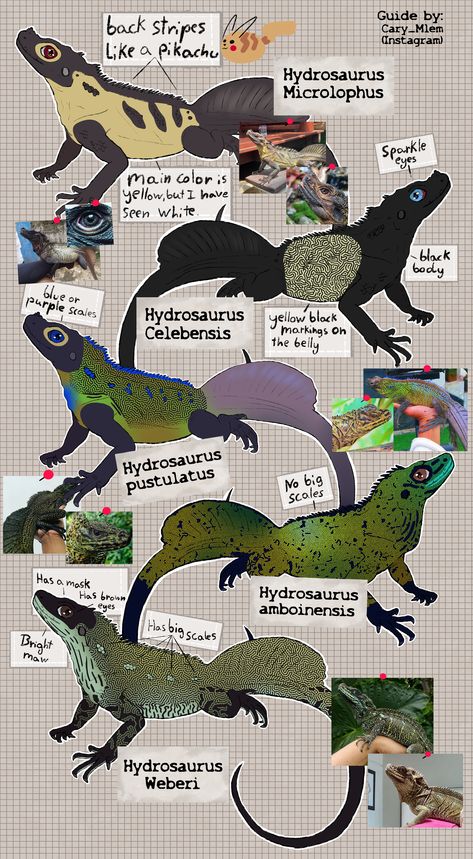 https://www.deviantart.com/carymlem/art/Sailfin-Dragon-Guide-Distinguishing-species-965347353 Sailfin Dragon, Lizard Species, Cute Lizard, Dragon Sketch, Creature Artwork, Animal Science, Paleo Art, Creature Drawings, Reptiles Pet