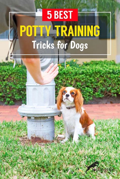 How To Potty Train, Dog Minding, Easiest Dogs To Train, Dog Potty Training, Potty Train, Dog Potty, Potty Training Puppy, Dog Training Advice, Puppy Training Tips