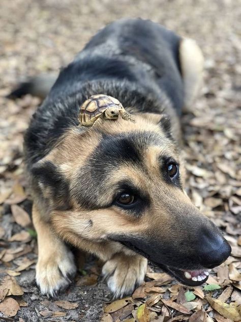 Does your dog have any unlikely pals? A Turtle, Jolie Photo, Cute Animal Pictures, Cute Creatures, Funny Animal Pictures, Dog Memes, Animal Photo, Cute Little Animals, Animal Memes