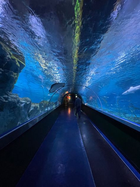 Romanticising College, Aquarium Tunnel, Long Beach Aquarium, Aquarium Aesthetic, Clear Aesthetic, Water Life, Summer Plans, Shoe Design, Long Beach