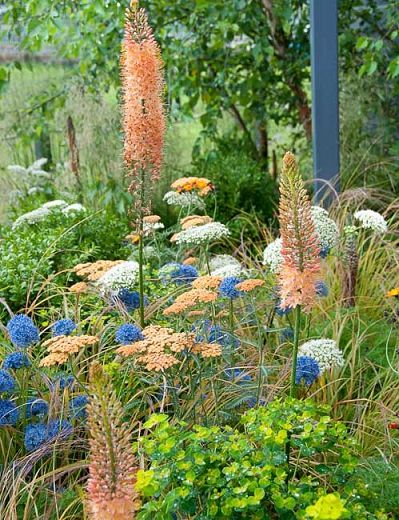 The marriage of peach and blue colors in this garden border is absolutely stunning. Long-lasting, this summer border includes sumptuous plants which are drought tolerant, fairly pest-free and low maintenance. So, get inspired and enjoy months of color in your own garden! Summer Border, Perennial Bulbs, Garden Border, Sea Holly, Tall Flowers, Plant Combinations, Garden Borders, Gorgeous Gardens, Colorful Garden