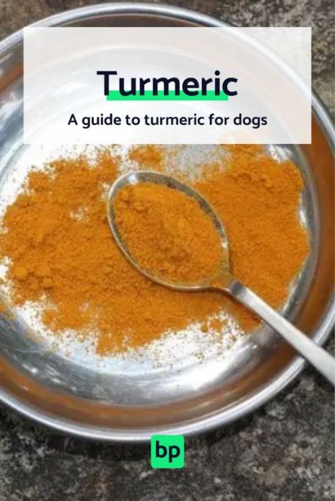 Learn how this anti-inflammatory spice can help boost your dog’s immune system and metabolism, doubling as a dog supplement. Tumeric For Dogs, Turmeric For Dogs, Dog Probiotics, Inflammation Foods, Turmeric Spice, Anti Inflammation Recipes, Inflammation Diet, Immune Boosting Foods, Natural Health Supplements