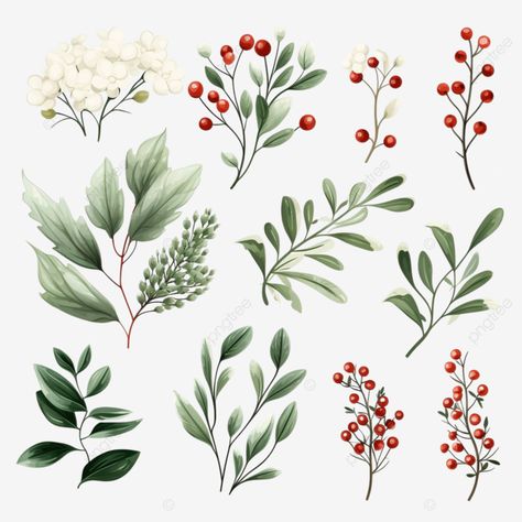 winter foliage floral elements set white berry mistletoe holly berry branch festive christmas twig Christmas Greenery Illustration, Winter Berries Illustration, Leaf Png, Christmas Foliage, Berry Branch, Winter Foliage, Green Xmas, Christmas Leaves, Girl Illustrations