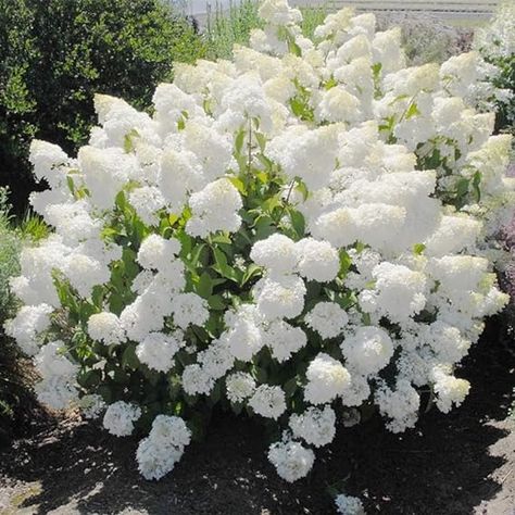 Amazon.com : QAUZUY GARDEN 50 Pee Gee Hydrangea Paniculata Peegee Panicle Seeds - Perennial Beautiful Hydrangea Shrub Bush Seeds - Showy Bonsai Hedge Garden Plant Privacy Screens : Patio, Lawn & Garden Pee Gee Hydrangea, Incrediball Hydrangea, Hedge Garden, Hydrangea Shrub, Hydrangea Arborescens, Limelight Hydrangea, Flowering Bushes, Hydrangea Garden, Hydrangea Paniculata