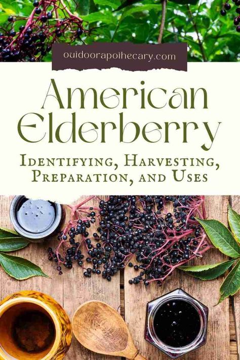 Elderberry Health Benefits, Growing Herbs Inside, Elderberry Tree, Elderberry Benefits, Elderberry Plant, Elderberry Bush, Elderberry Recipes, Herbal Medicine Recipes, Berry Garden