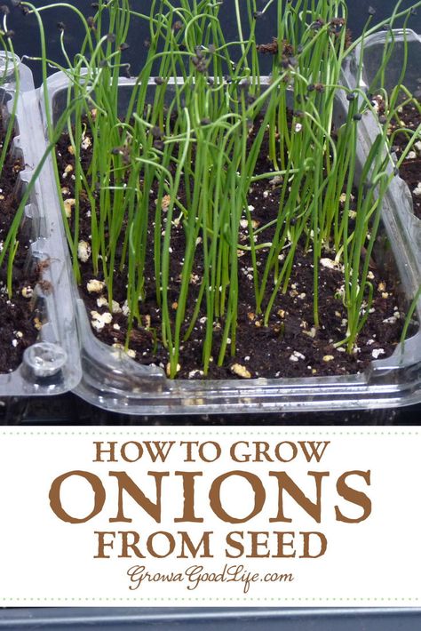 Planting Onions From Seeds, Saving Onion Seeds, Planting Green Onions, How To Plant Onions From Seeds, How To Grow Spring Onions, Growing Spring Onions, Grow Green Onions From Scraps, When To Plant Onion Seeds, Onion Garden