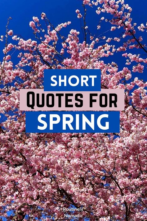 Did you just have the most amazing time enjoying a spring day and are now looking for the best short spring quotes for inspiration and Instagram? Here are the best cute, funny, inspirational quotes about spring life and new beginnings. Find the best one that fits your experience, picture or just inspires you! Bloom Quotes Inspirational, Spring Quotes Short, Spring Funny Quotes, Short Spring Quotes, Spring Inspirational Quotes, Springtime Quotes, Web Quotes, Bloom Quotes, Spring Funny