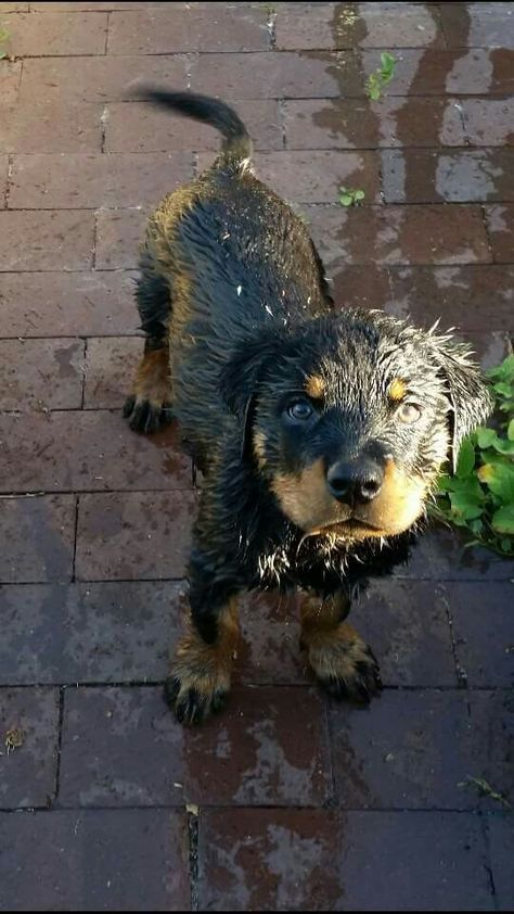 Water Dog. Rottweiler Pup, Animal Therapy, German Dog Breeds, Pocket Beagle, Fluffy Puppy, Puppy Baby, Rottweiler Love, Positive Dog Training, Best Dog Training