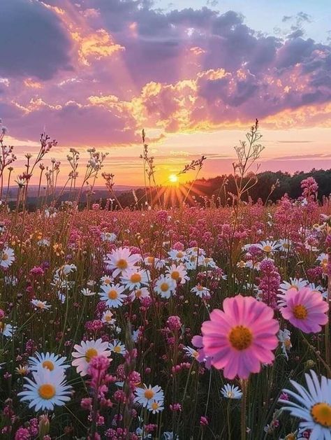 Spring Scenery, Wallpaper Estetika, Nothing But Flowers, Flower Landscape, Pretty Landscapes, Beautiful Nature Wallpaper, Sunset Pictures, Pretty Wallpapers Backgrounds, Alam Yang Indah