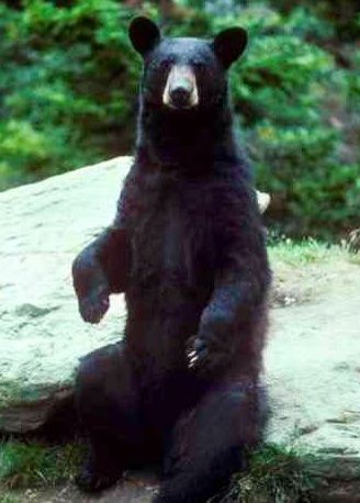 Melanistic ... Black Bear Bear Safety, American Black Bear, Bear Attack, Bear Hunting, Love Bear, Black Bear, Brown Bear, In The Woods, Beautiful Creatures