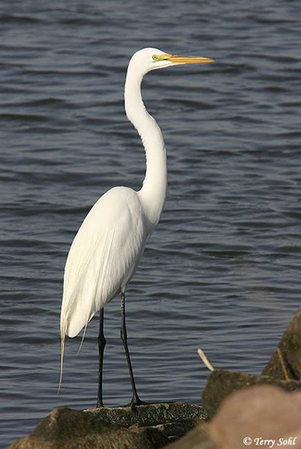 Great Egret - South Dakota Birds and Birding Aquatic Insects, Eastern Shore Wedding, White Heron, Shore Birds, List Of Birds, Great Egret, Louisiana Art, White Egret, Herons