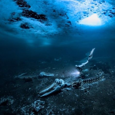 Free Diver, Whale Skeleton, Baby Alligator, Store Architecture, Haunting Photos, Bull Moose, Gray Whale, Underwater Photographer, Sperm Whale