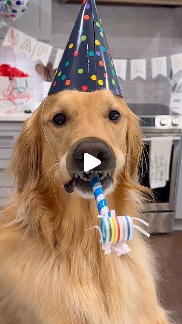 AGuyandAGolden on Instagram: "My dog does this for my birthday every year! #dog #goldenretriever #dogsofinstagram" Happy Birthday Dogs, Happy Birthday With Dogs, Happy Birthday Dog Lover, Golden Retriever Birthday Photoshoot, Happy Birthday Golden Doodle, Dog Videos, Happy Dogs Funny, Happy Birthday With Golden Retriever, Happy Birthday Puppy