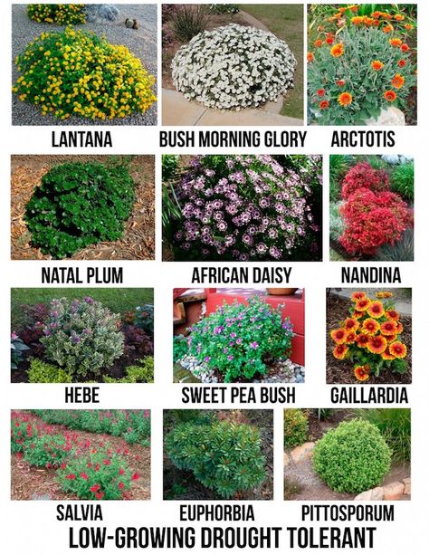 Drought Tolerant Garden, Drought Tolerant Landscape, Creative Landscape, Front Yard Ideas, Front Landscaping, Garden Shrubs, In Front Of House, Drought Tolerant Plants, Landscape Designs