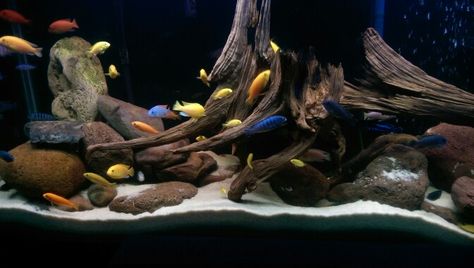 African Cichlid Aquarium Ideas, Peacock Cichlid Tank, Bow Front Aquarium, African Cichlid Tank, South American Cichlid Tank, Frontosa Cichlids, African Cichlid Aquarium, Biotope Aquarium, Fish Aquarium Decorations