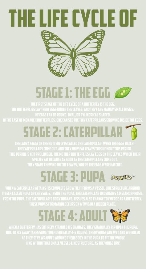 Butterfly Metamorphosis Aesthetic, Cycle Of Life Quotes, Butterfly Infographic, Metamorphosis Aesthetic, Metamorphosis Meaning, Butterfly Process, Butterfly Stages, Cycle Of Butterfly, Butterfly Concept