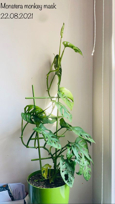 Monkey Mask Plant, Monstera Monkey Mask, Low Maintenance Indoor Plants, Monstera Plants, Plant Display Ideas, Monkey Mask, Propagation Station, Swiss Cheese Plant, Cheese Plant