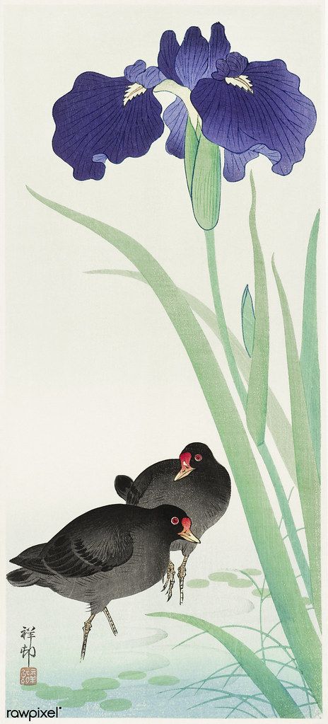 Waterhoots and iris (1925 - 1936) by Ohara Koson (1877-194… | Flickr Japanese Iris, Japanese Designs, Japanese Bird, Art Chinois, Classic Art Prints, Ohara Koson, Free Illustration Images, Japanese Artwork, Japanese Woodblock