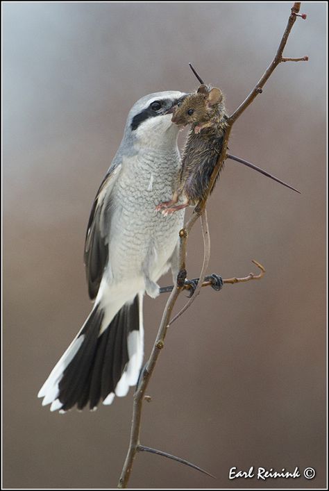 Northern Shrike | Flickr - Photo Sharing! Hungry!❤️ Critter Tattoo, Northern Shrike, Shrike Bird, Vicious Animals, Butcher Bird, Minnesota Birds, Bird Identification, Song Birds, Bird Watcher