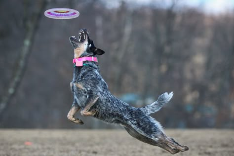 Australian Cattle Dog Puppy, Dock Diving, Dog Reference, Local Dog, Red Dogs, Heeler Dogs, Austrailian Cattle Dog, Dog Frisbee, Heeler Dog