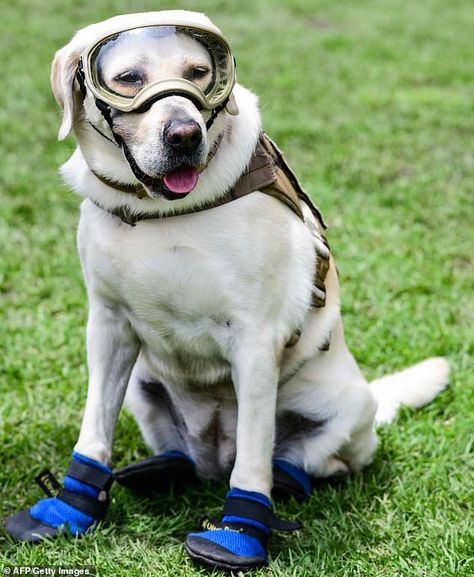 Dog, famous for finding survivors after the 2017 Mexican quake, retires after 53 rescue operations  | Daily Mail Online Yellow Labrador Retriever, Yellow Labrador, Rescue Dog, Farm Heroes, Dog Images, Rescue Dogs, Mexico City, I Love Dogs, Daily Mail