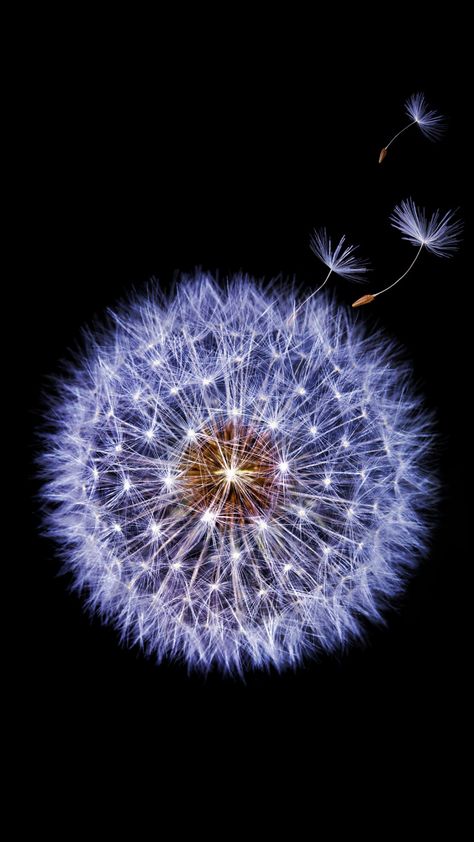 Download 720x1280 wallpaper Dandelion, flower, Samsung galaxy s9, stock, minimal, Samsung Galaxy mini S3, S5, Neo, Alpha, Sony Xperia Compact Z1, Z2, Z3, ASUS Zenfone, 720x1280 hd image, background, 3789 Official Wallpaper, A Dandelion, Dandelion Flower, Samsung Galaxy S9, The Wind, Black Background, A Black, Dandelion, Samsung Galaxy