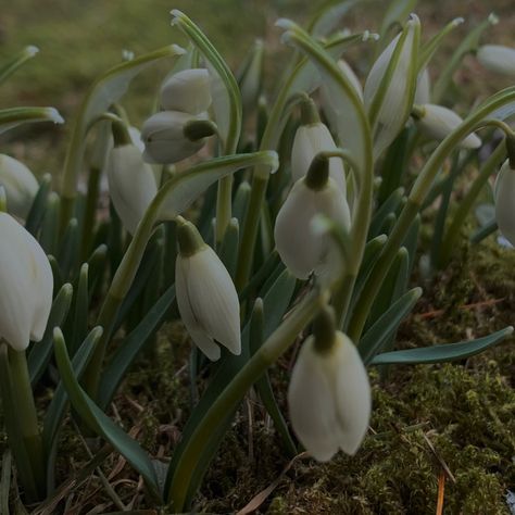 Snow Drop Flower Aesthetic, Snow Drop Aesthetic, Snowdrops Aesthetic, Snowdrop Flower Aesthetic, Snowdrop Aesthetic, Dc Background, Snow Drop Flower, Snow Drops Flowers, Descendants Oc