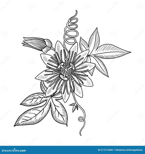 Passion Flower Tattoo Design, Passion Flower Tattoo Black And White, Passion Fruit Flower Tattoo, Passion Fruit Tattoo, Passion Flower Drawing, Passion Flower Tattoo, Flowers Drawing Easy, Passion Fruit Flower, Background Leaf